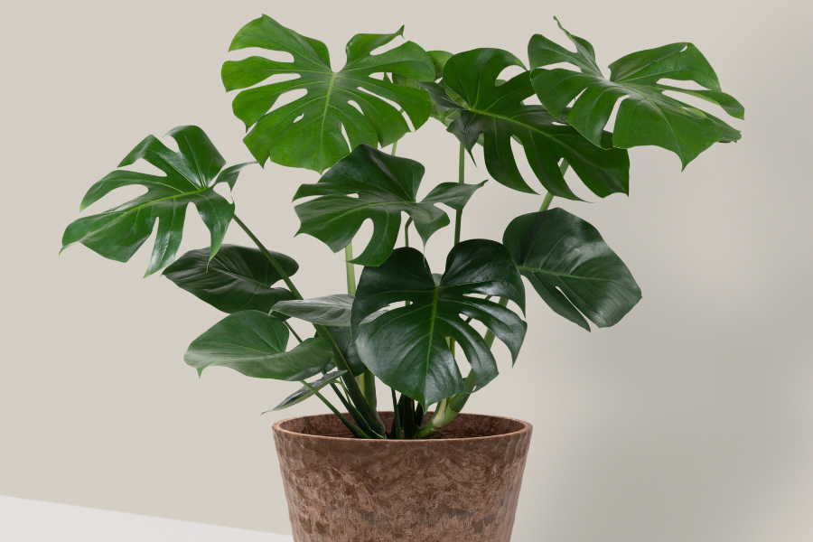 monstera