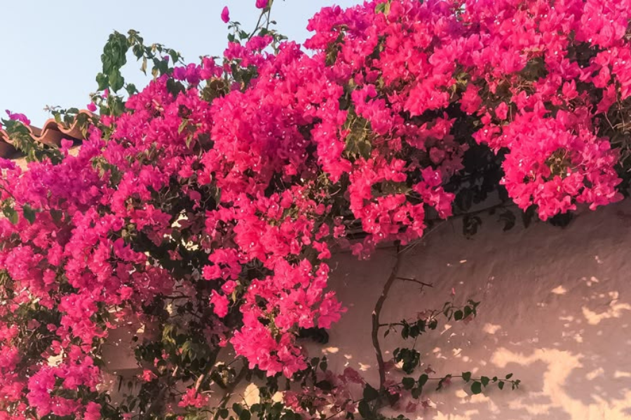 bougainvillea